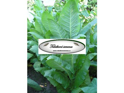 Tabák Kentucky(KY) 15 - 100 semen