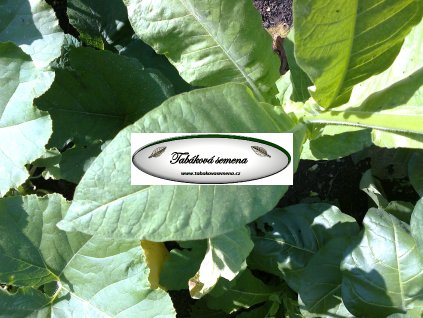 Tabák Connecticut Broadleaf - 100 semen