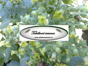 Tabák Sacred Cornplanter - 100 semen