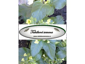 Tabák Sacred Wyandot - 100 semen