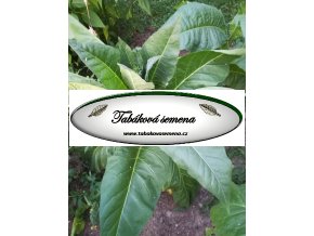 Tabák Connecticut 49 - 100 semen