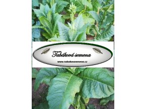 Tabák Maryland 609 - 100 semen