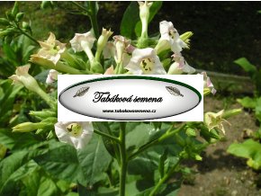 Tabák Bafra - 100 semen