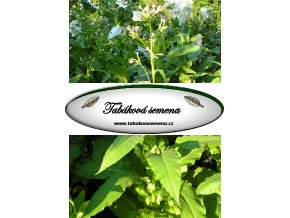 Tabák Golden Burley - 100 semen