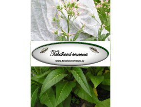 Tabák Little Dutch - 100 semen