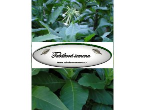 Tabák Sylvestris - 100 semen