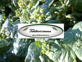 Tabák Aztec Rustica - 100 semen