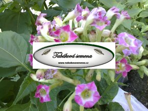 Tabák Balikesir - 100 semen