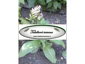 Tabák Celikhan - 100 semen