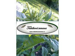 Tabák Florida Sumatra - 100 semen