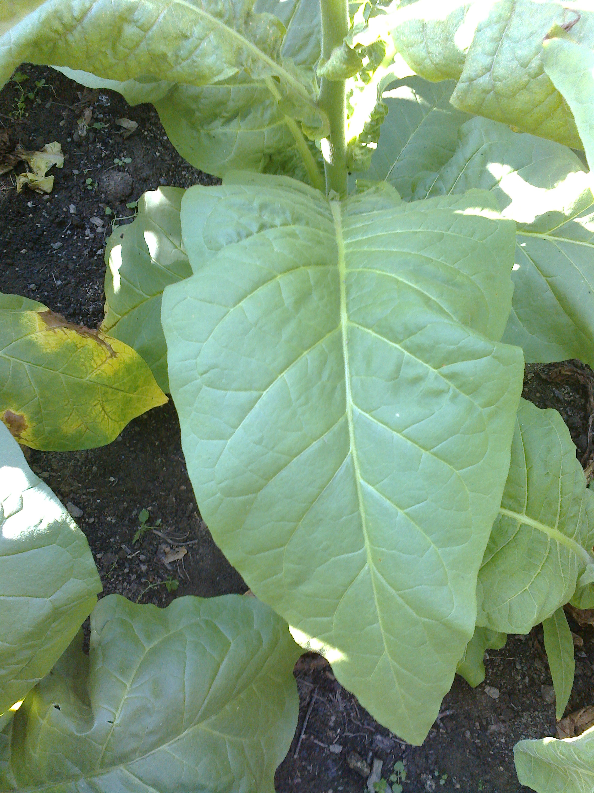 Tabák Silk Leaf - 100 semen