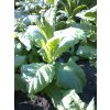 Tabák Small Stalk Black Mammoth - 100 semen
