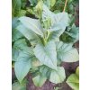 Tabák Virginia Bright Leaf - 100 semen