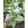 Tabák Virginia Bright Leaf - 100 semen
