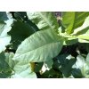 Tabák Connecticut Broadleaf - 100 semen