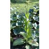 Tabák Connecticut Broadleaf - 100 semen