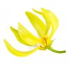 monoi ylang ylang (1)