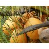 monoi kokos natural (2)
