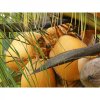 monoi kokos natural 1000 ml (2)