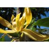 mydlo monoi ylang ylang (3)