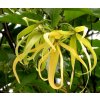 ylangylang 1286220268