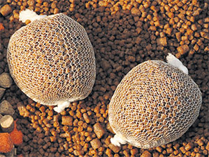 PVA materiály a rybaření