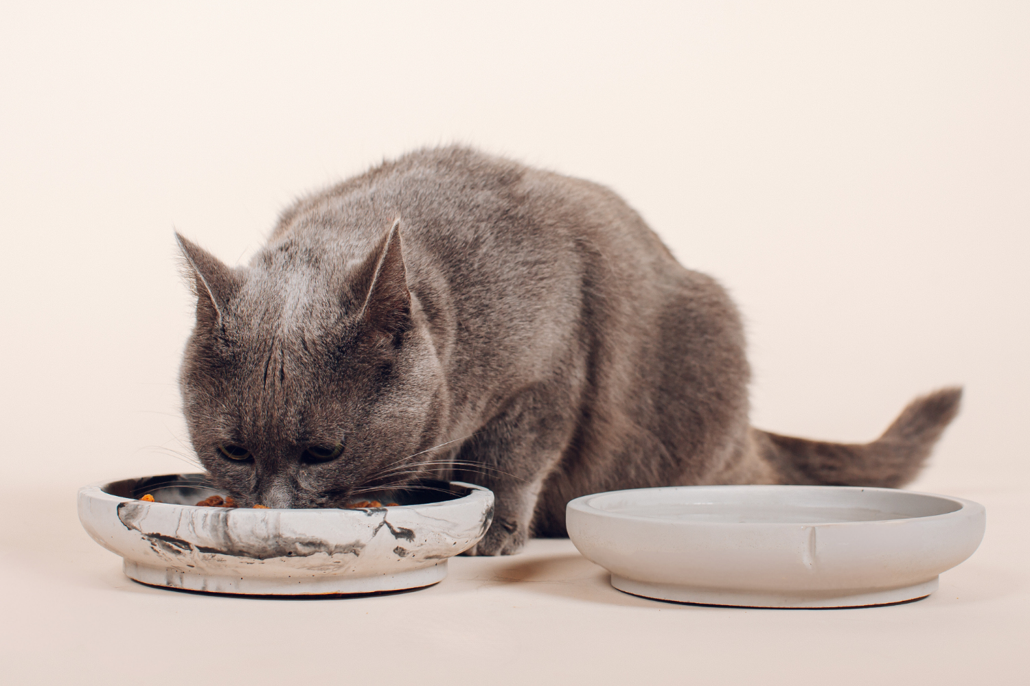 Jak vybrat správnou misku pro kočku