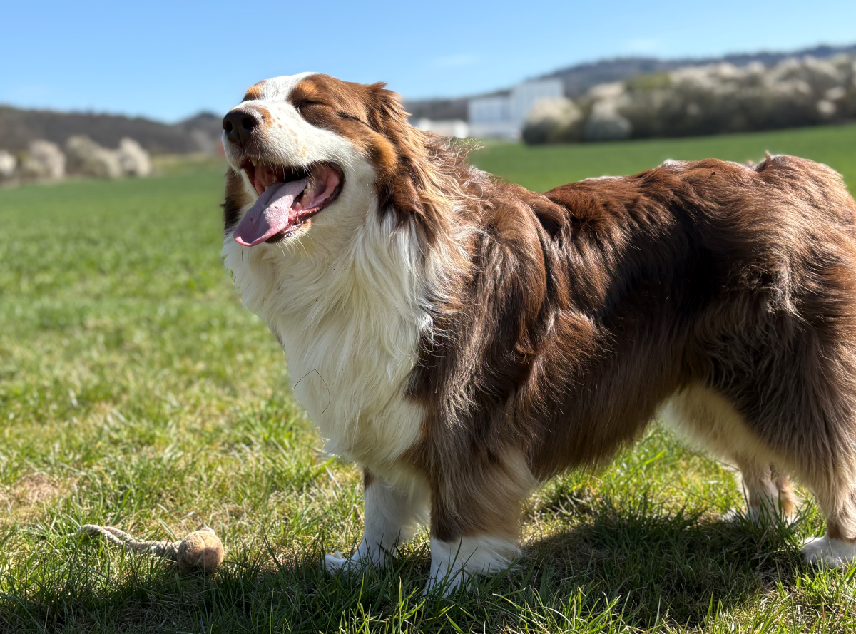 Péče o psí srst na jaře