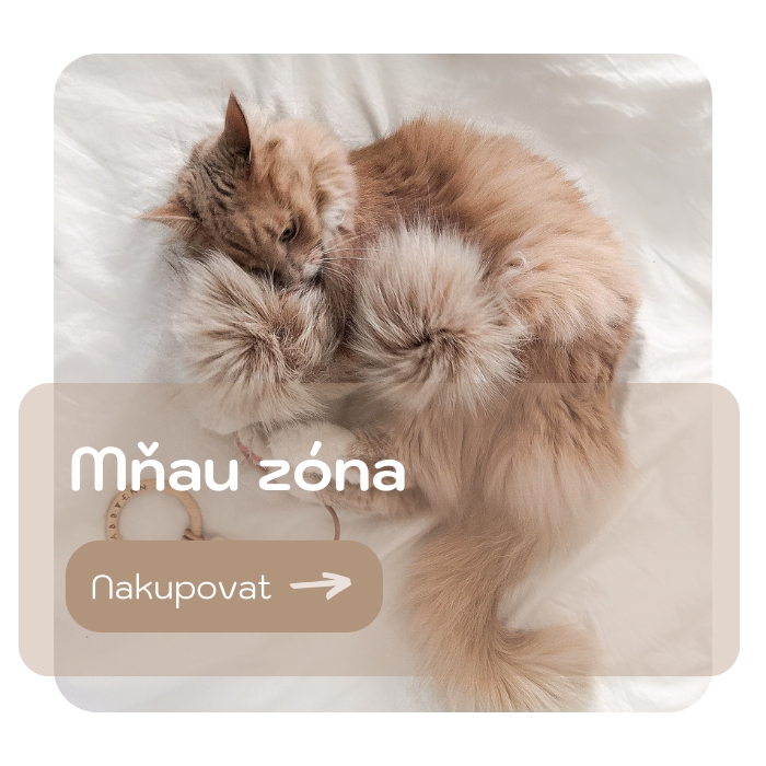 kočka