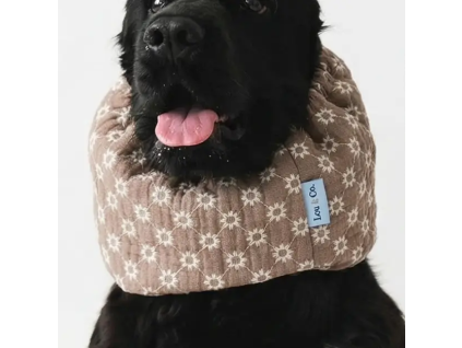 nakrcnik sand daisy 1