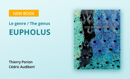 Le genre/The genus EUPHOLUS
