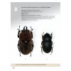 11019828 Lucanus Leaflet 4