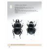 11019828 Lucanus Leaflet 12