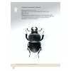 11019828 Lucanus Leaflet 11