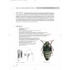 10968471 Julodis Leaflet 4