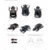 15424914 GIANT DUNG BEETLES OF THE GENUS HELIOCOPRIS 15