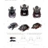15424914 GIANT DUNG BEETLES OF THE GENUS HELIOCOPRIS 7