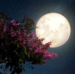 Květný úplněk (Štír)