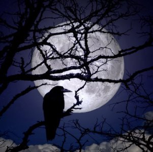 Vraní úplněk (Panna)