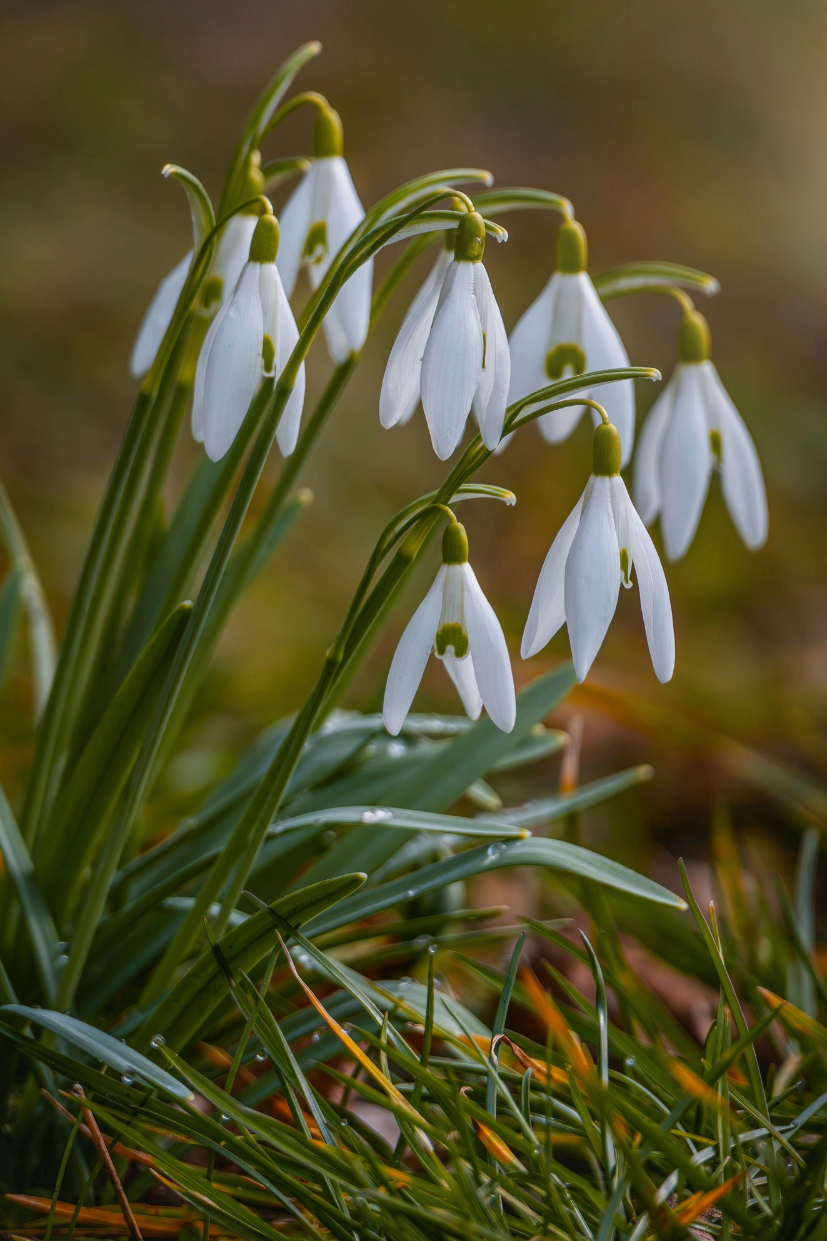 Imbolc: svátek světla, očisty a nového začátku