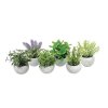 Mix bylín sukulent, MagicHome, 15-20 cm, črepník- cement, sellbox, 6 ks + praktický Darček k objednávke