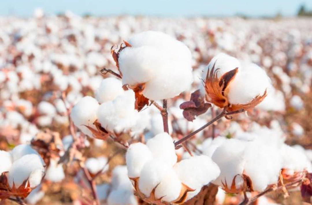 Bawełna organiczna: dlaczego szyjemy z niej wydłużone koszulki