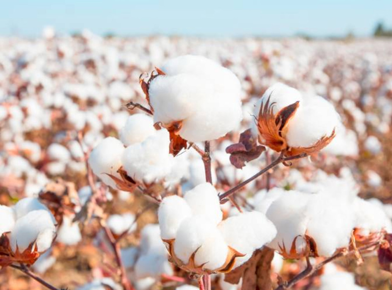 Naša organická bavlna