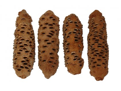 Banksia šiška
