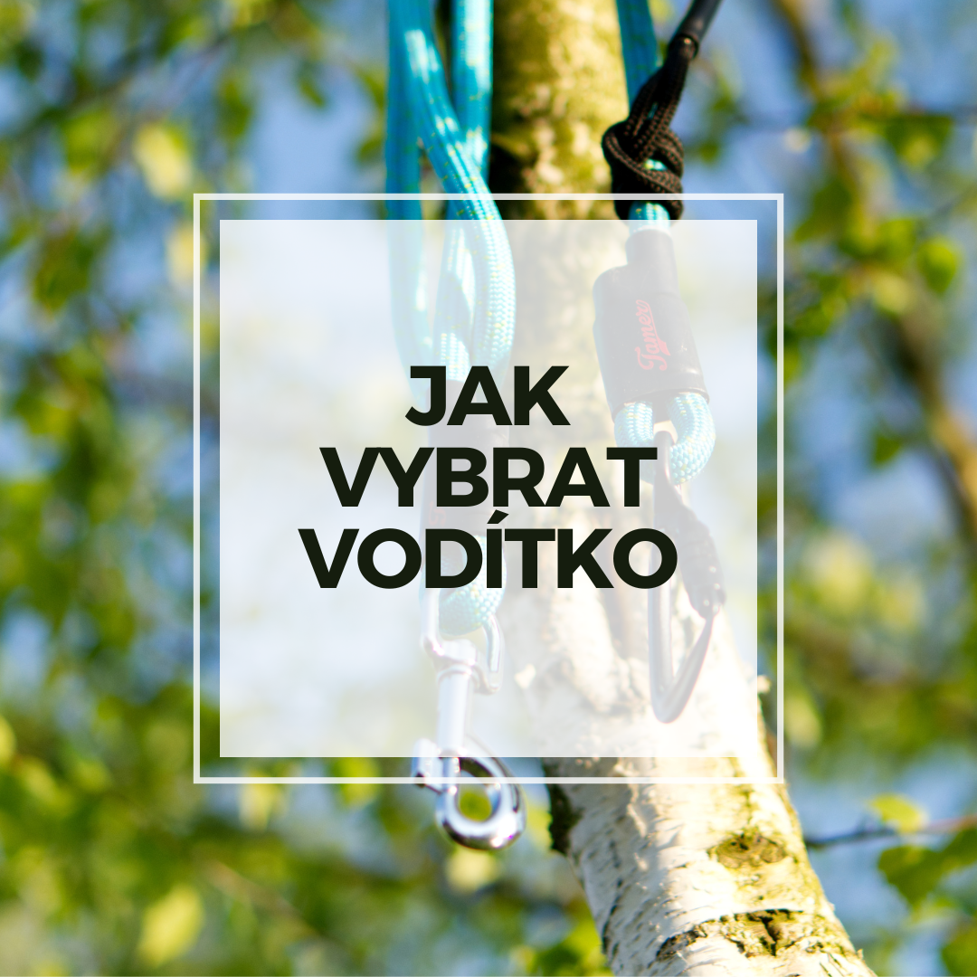 Jak vybrat vodítko pro psa?