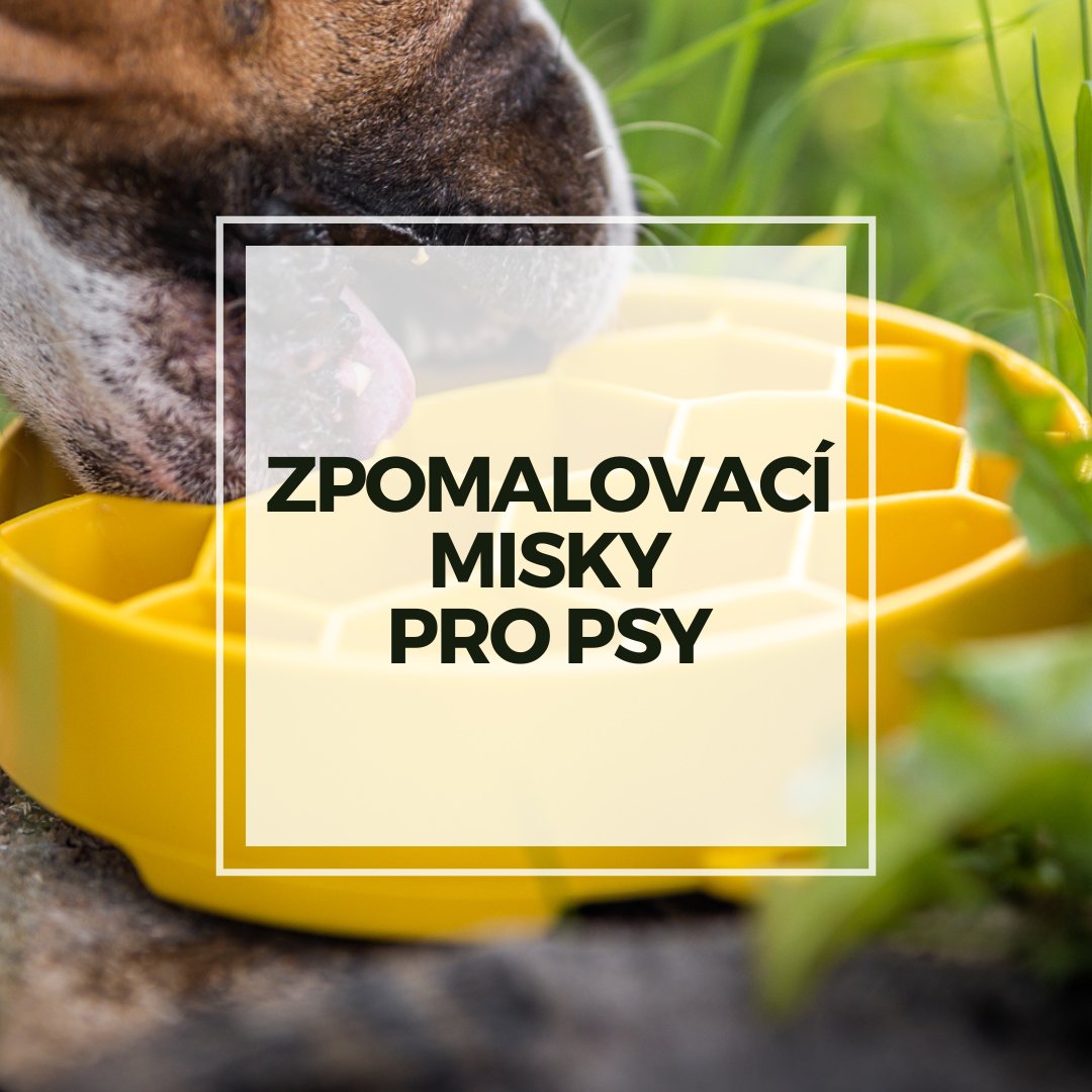 Zpomalovací miska pro psa - Proč ji musíte mít?