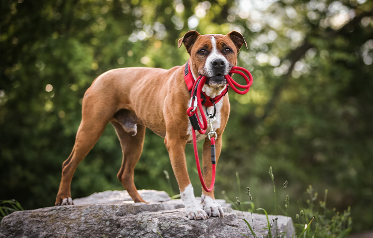 Amstaff s vodítkem Tamer