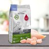 platinum puppy chicken kureci pro stenata