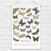 TanaSekerkova platno motyli 1