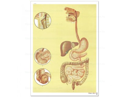 85011 - Az emésztő szervrendszer, fali oktatótabló